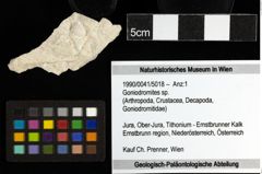 Foto (Objekt + Etiketten) von Goniodromites sp. 